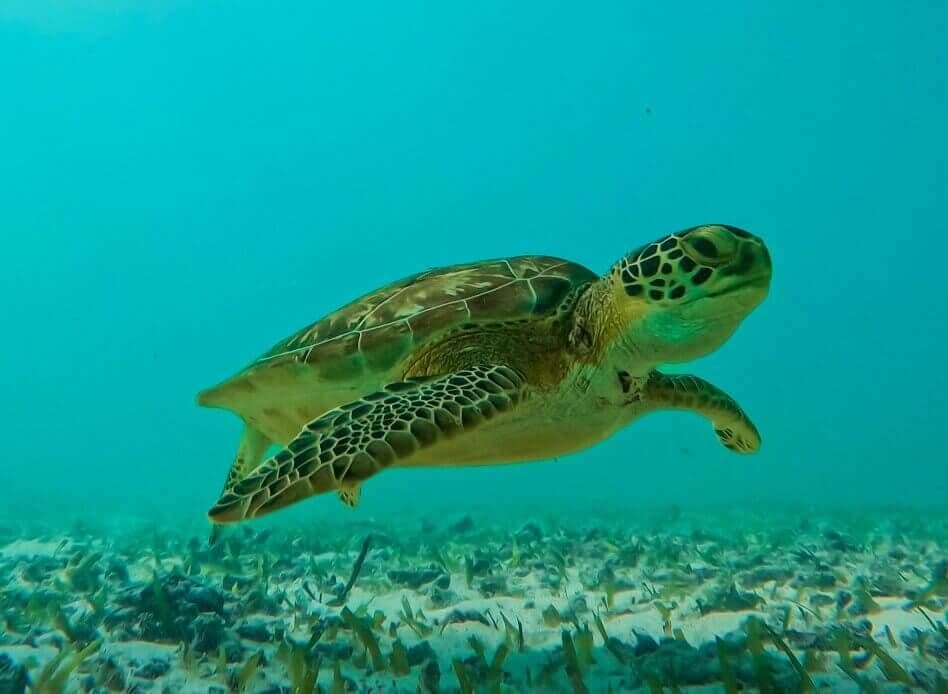 2 Hours Tulum Snorkel: Sea Turtles, Stingrays & Coral Reef