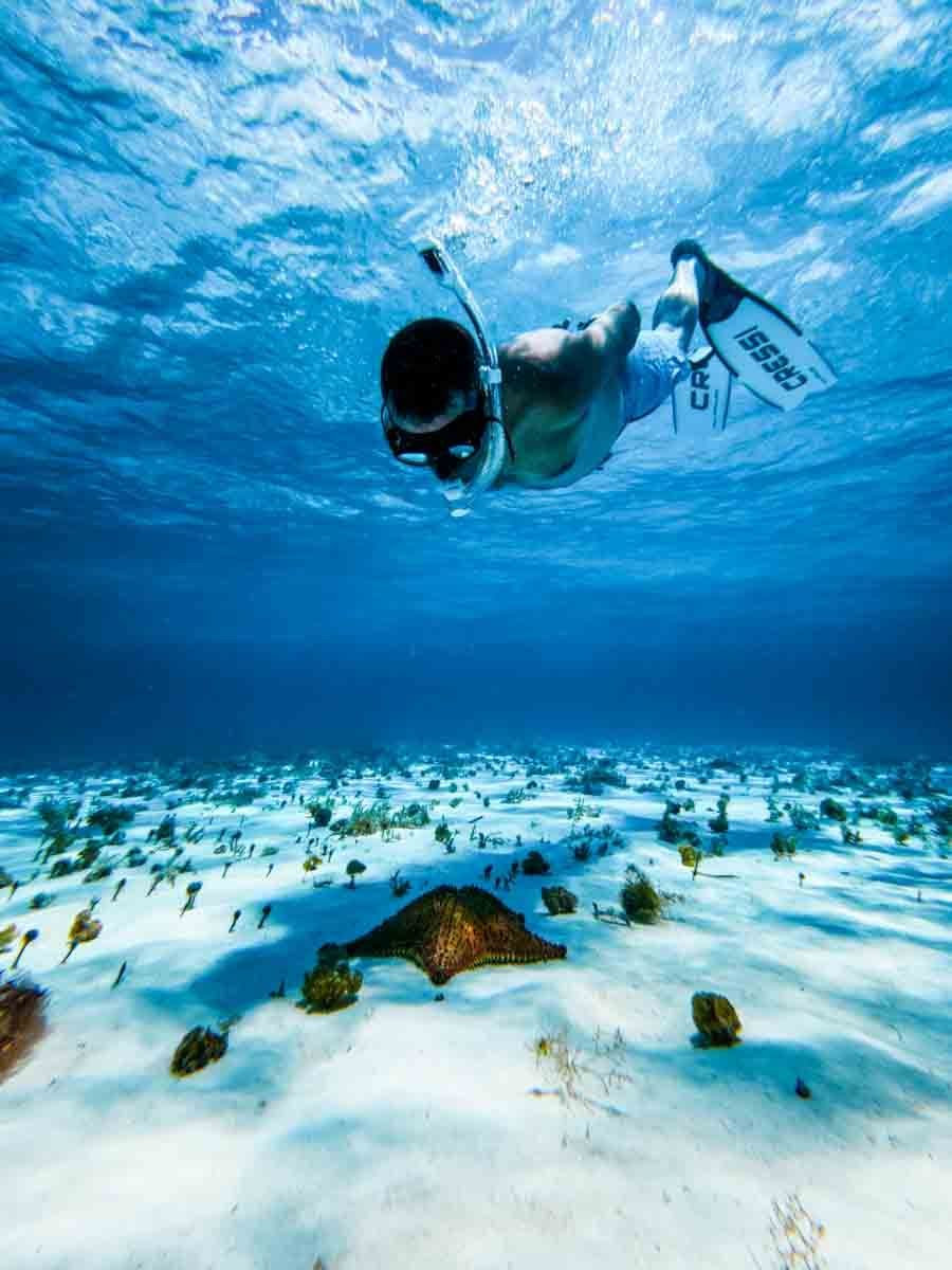 Cozumel: Santuario de estrellas de mar El Cielo, arrecifes y ceviche fresco