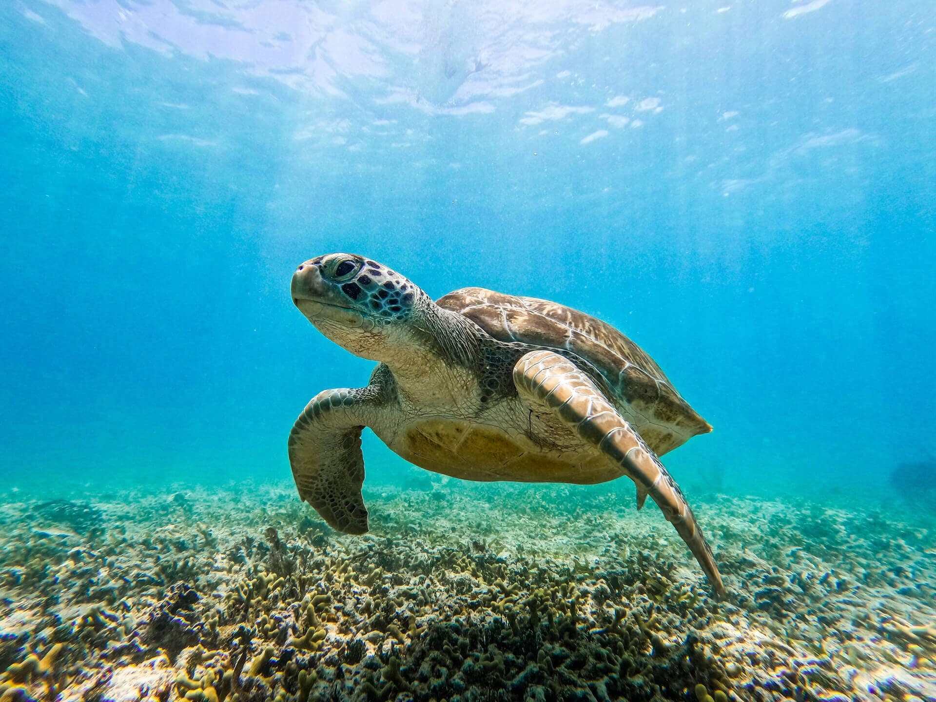 Akumal Snorkeling With Turtles